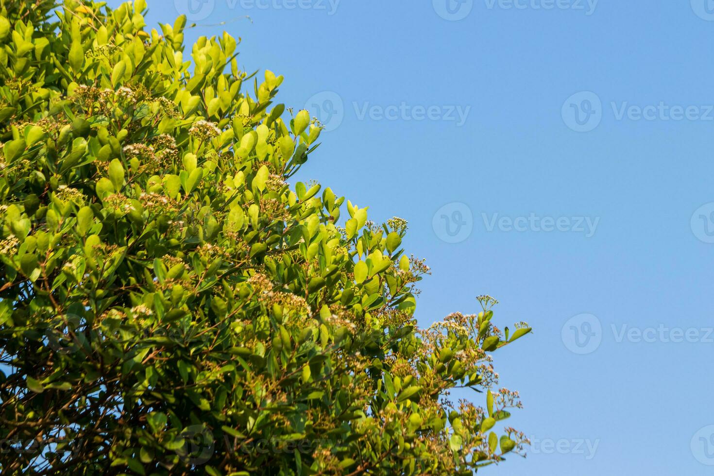 Growth of Greenery in Clear Skys Blue photo