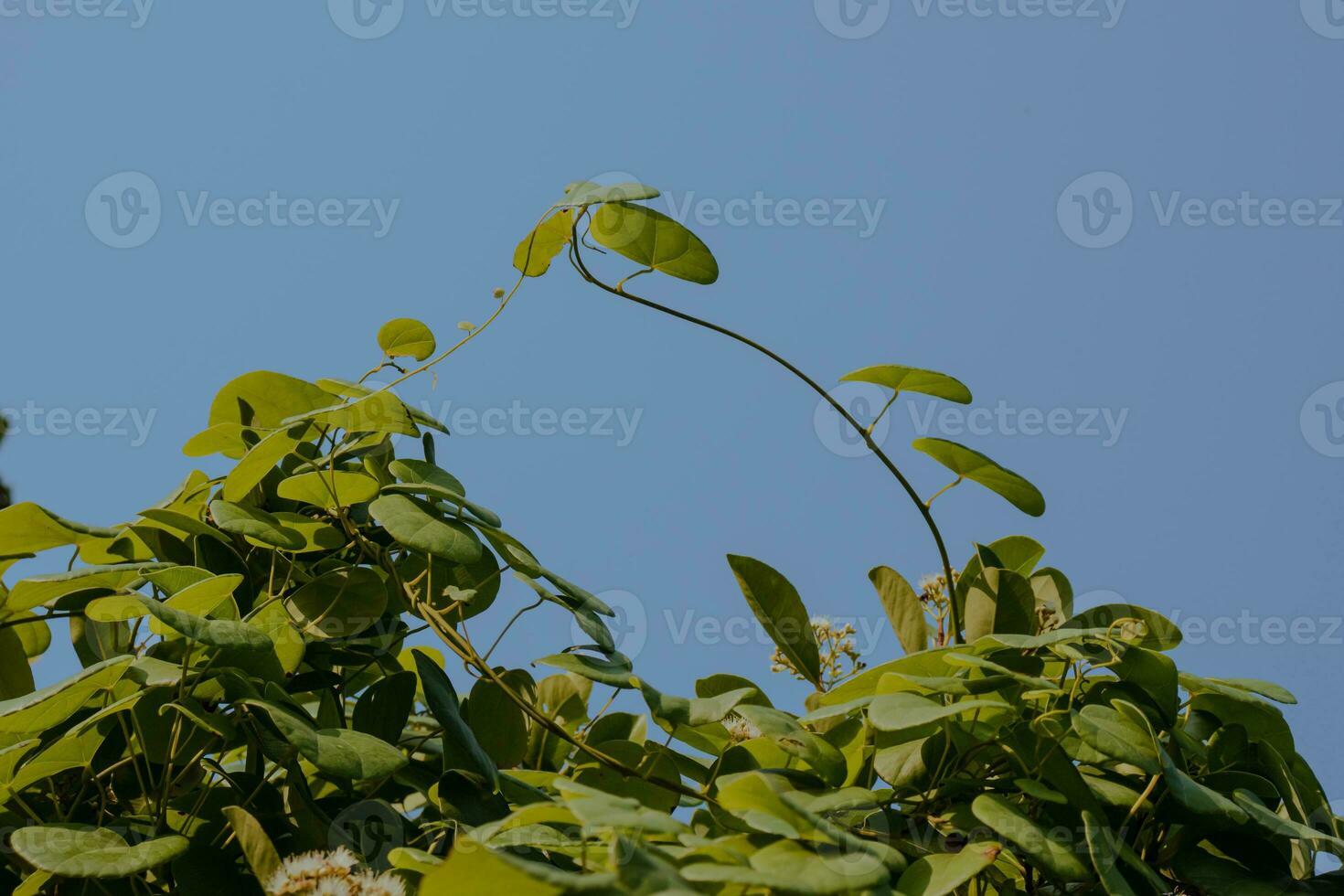 moringa leaves on blue sky background photo