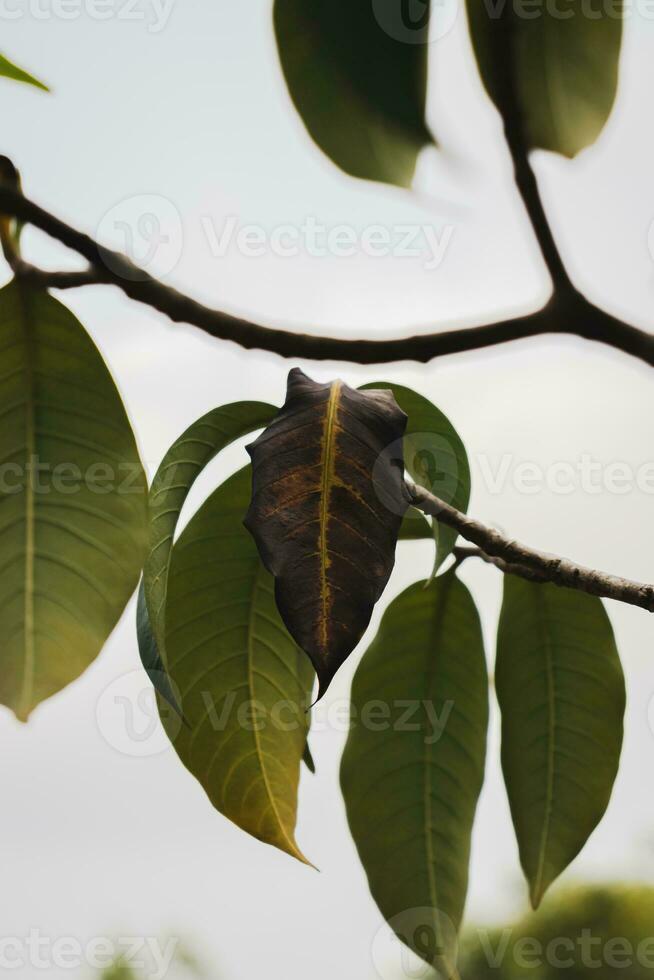 Close up of dry leaf on tree photo
