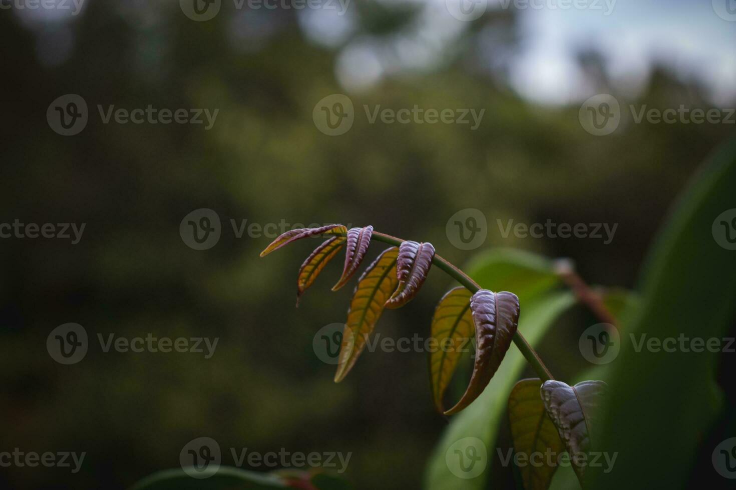 Close up of Growing leaves and Branch. photo