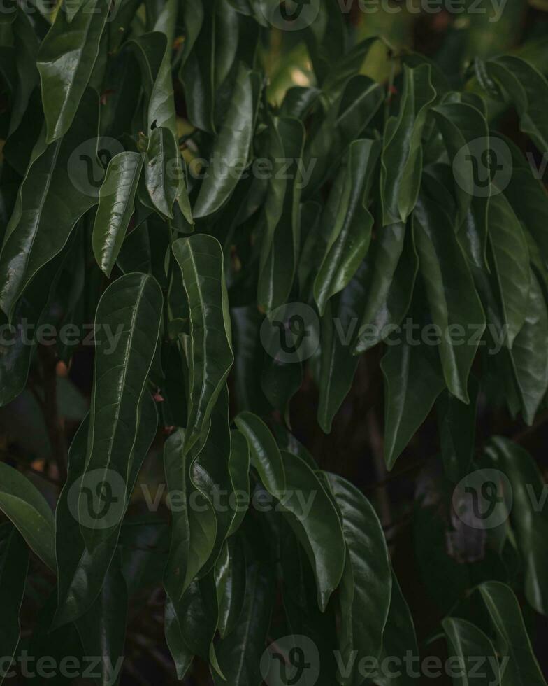 verde hojas de un ficus benjamina planta. foto