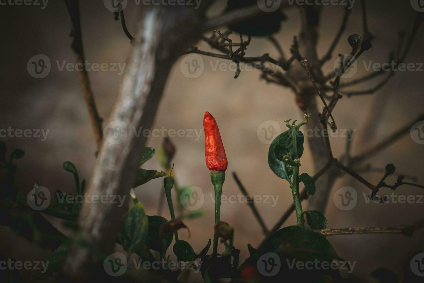 Red hot chili pepper on the tree in the garden. photo