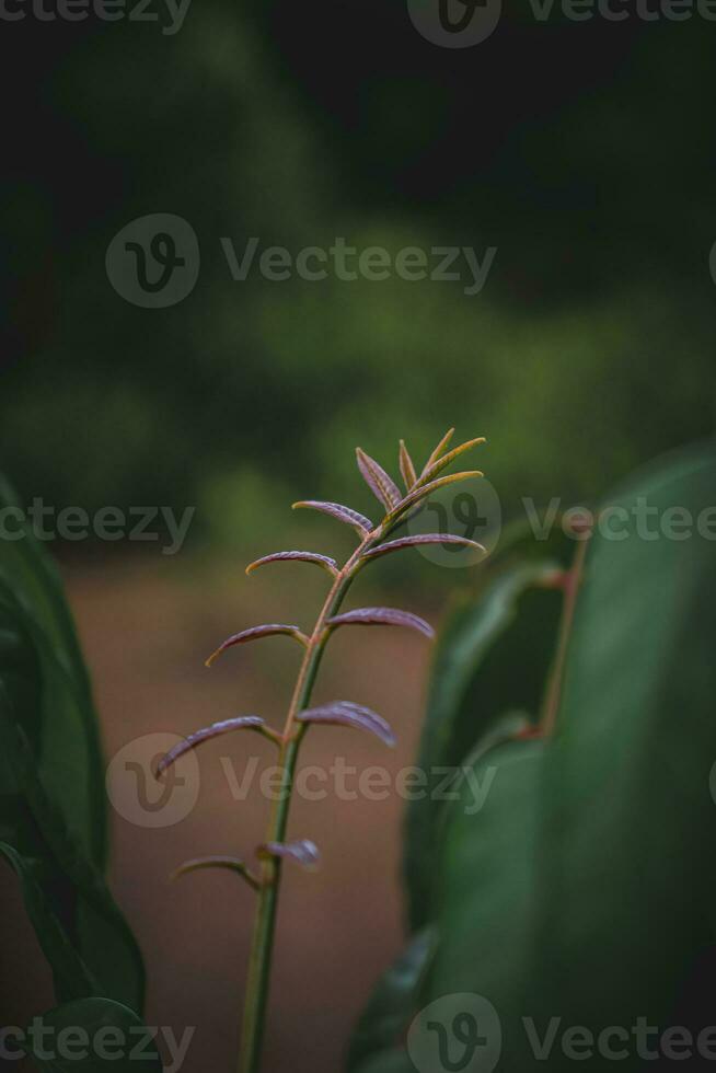 cerca arriba de verde hoja con difuminar antecedentes foto