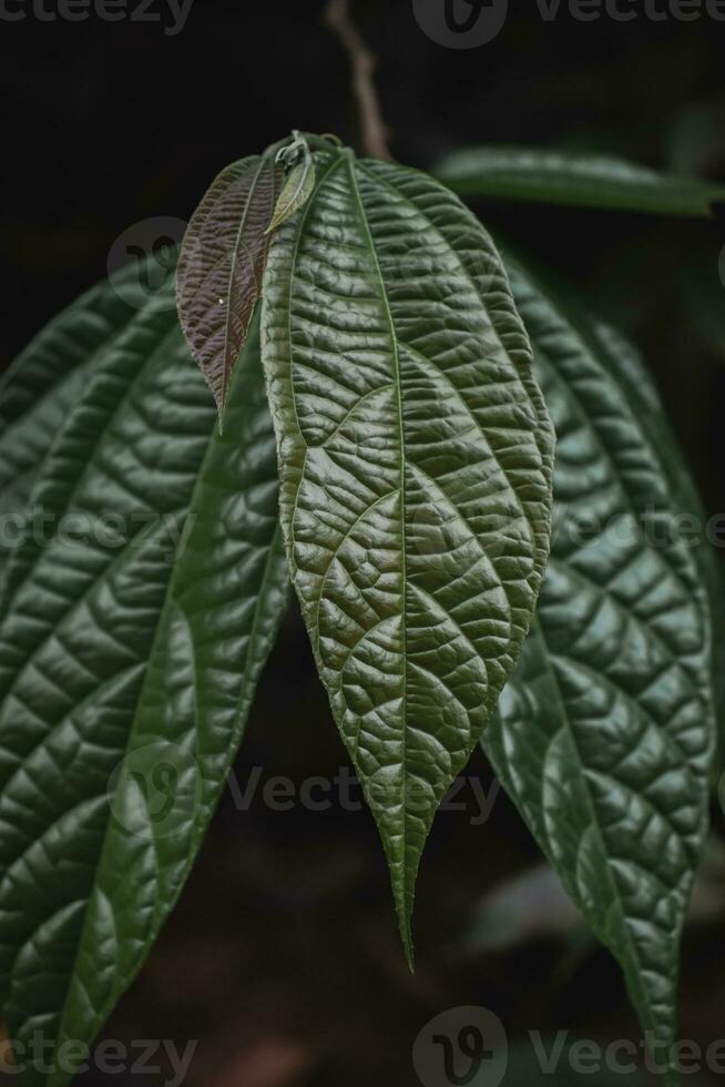 hojas de cacao árbol. foto