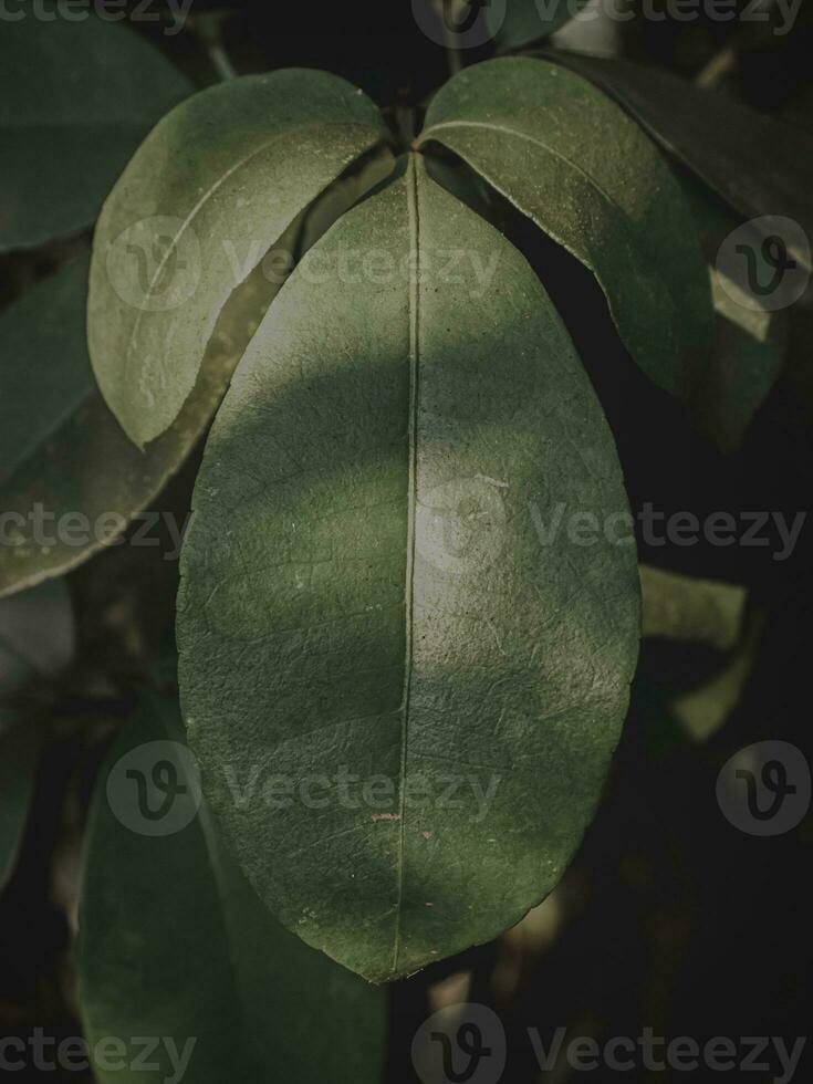 Closeup of a Oval Leaf with Sunlight. photo