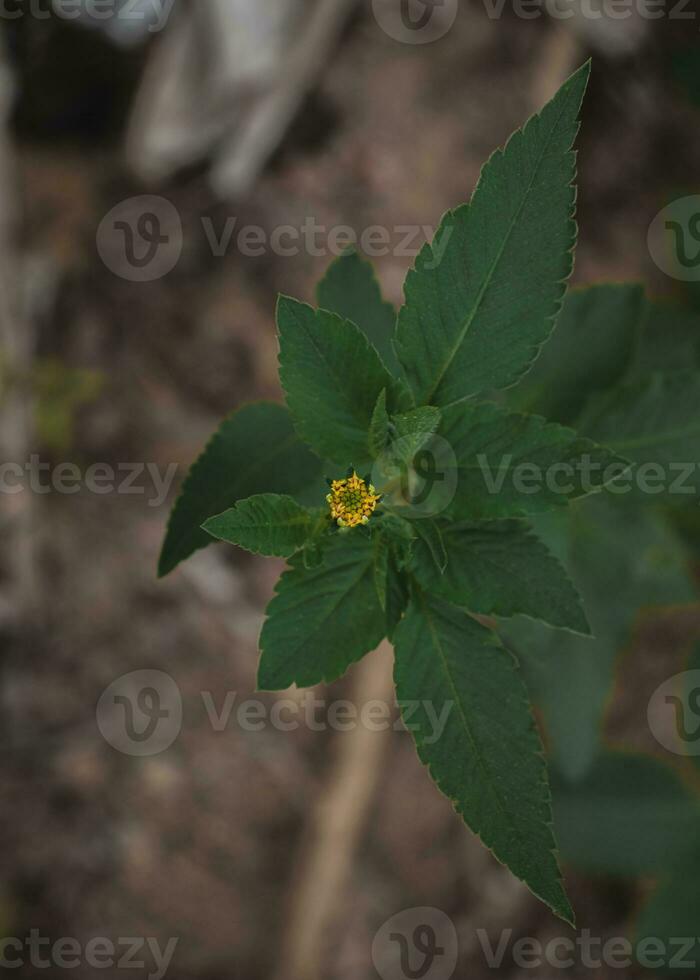 Close up of a small yellow flower. photo