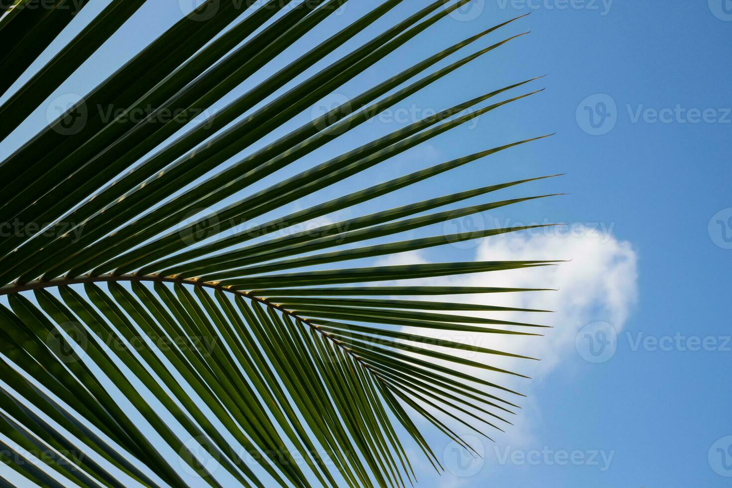 Coconut leaf against the blue sky photo