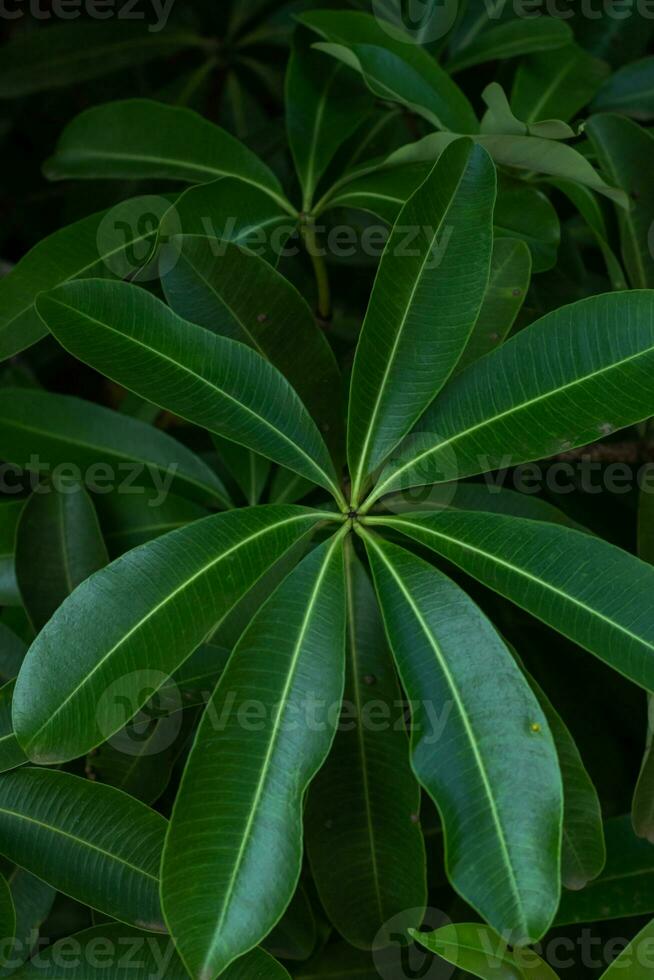 creciente plantas con natural modelo. foto