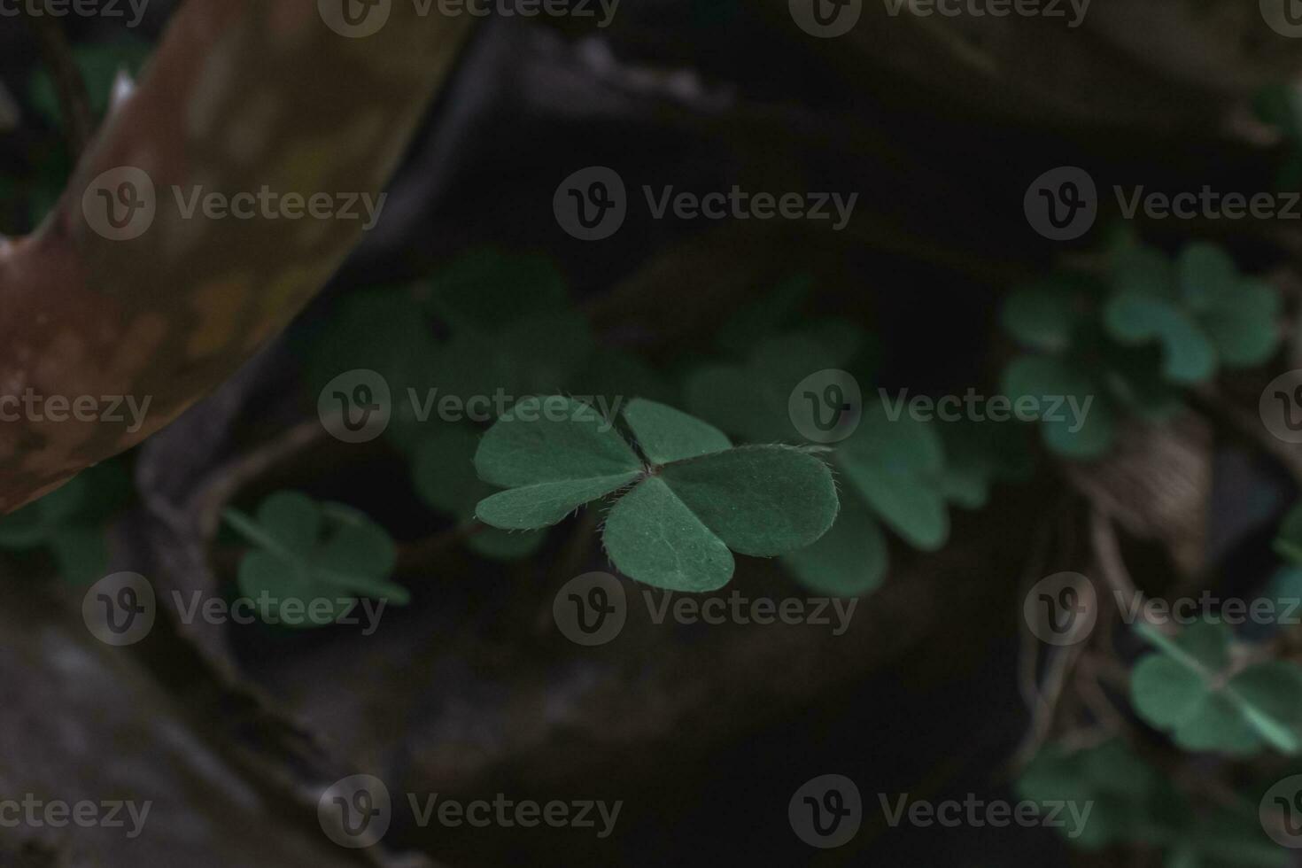 Green clover leaves on a tree in the forest. photo