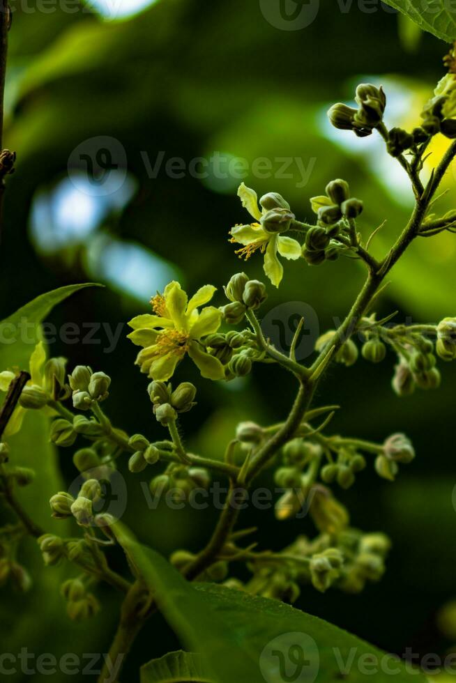 Close up of green leaves and yellow flowers photo