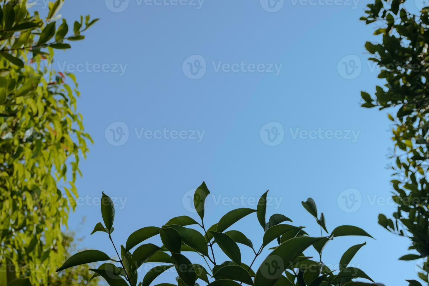 Green leaves on blue sky background photo