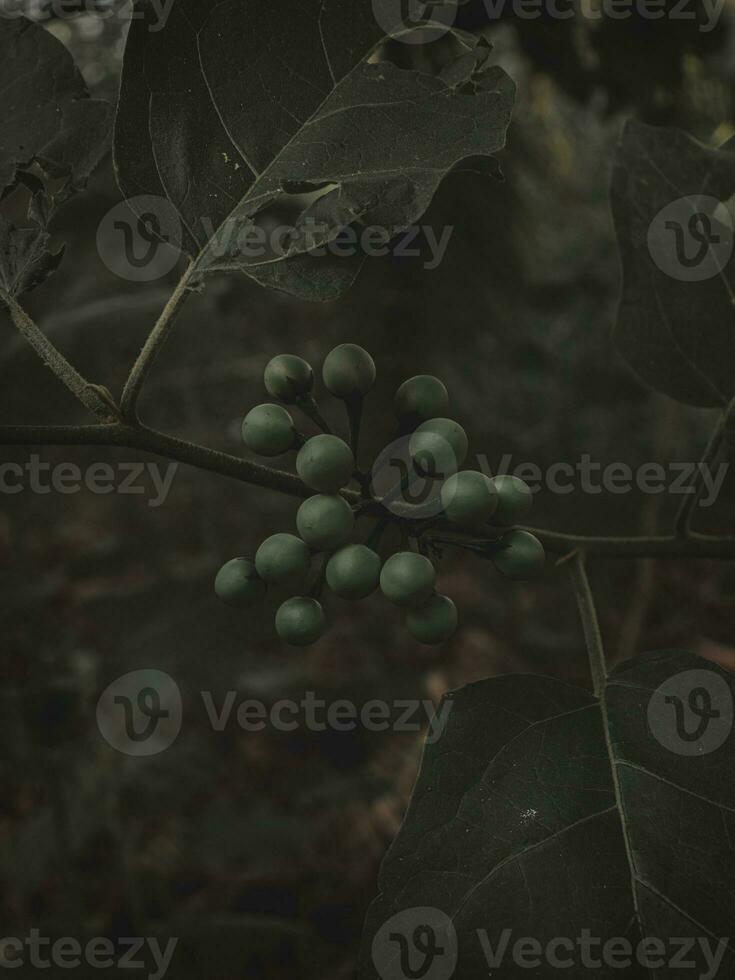 Moody Dark image of Wild Green Berries. photo