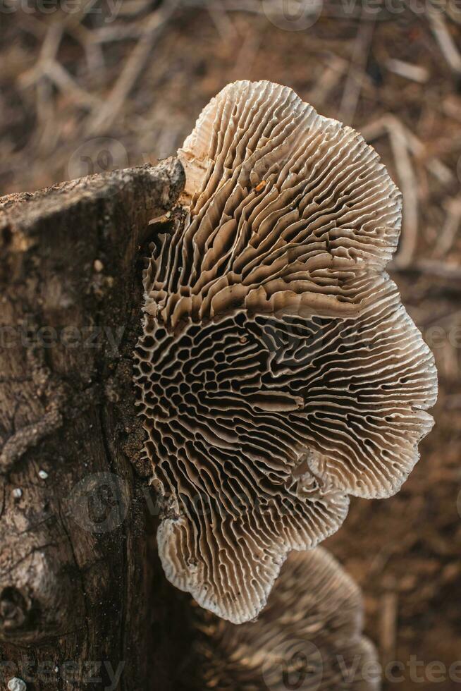 seta en un tocón en el bosque foto