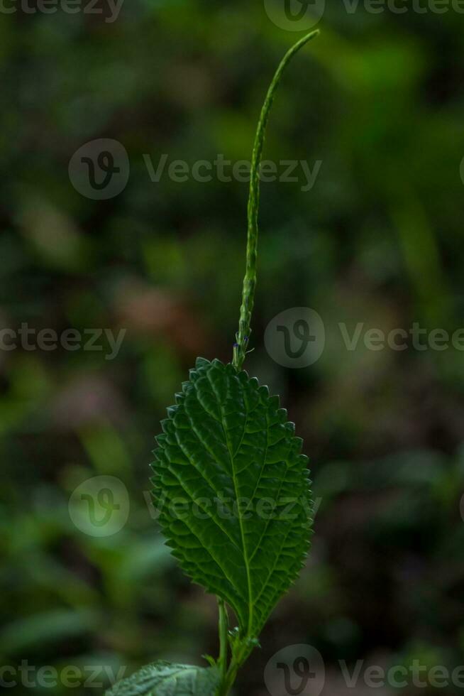 Close-up of Green Plant Growth. photo