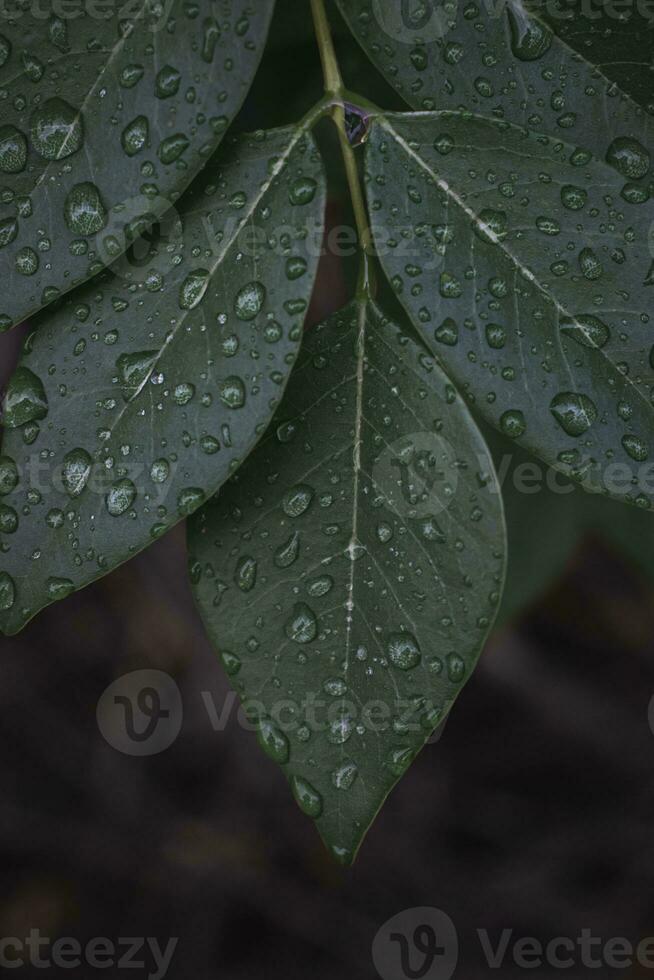 agua gotas en el hojas foto