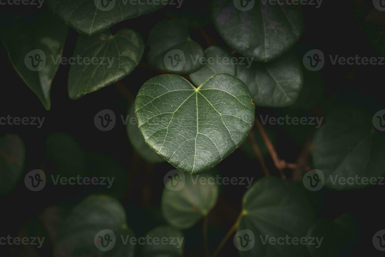 Heart shaped leaves in the garden photo