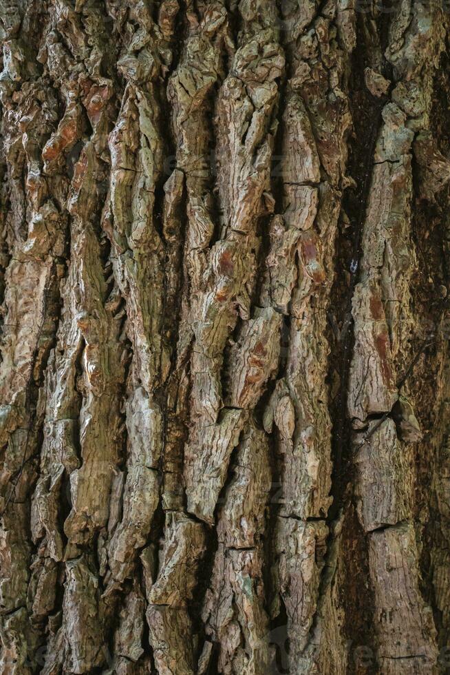 Close up of tree bark texture background. photo