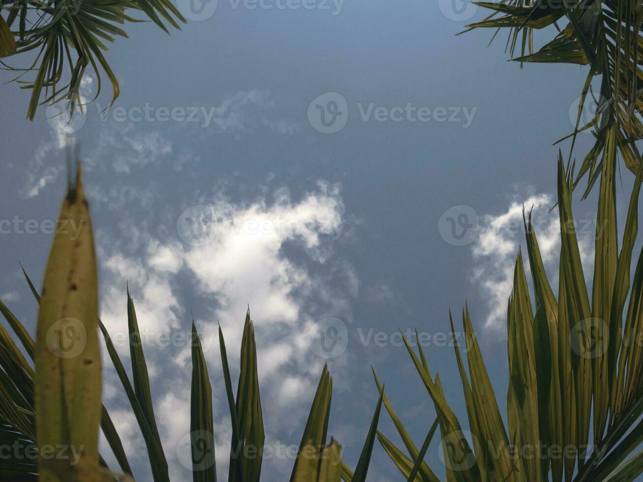 Sky Shot Through Leaves of Areca nut plant. photo