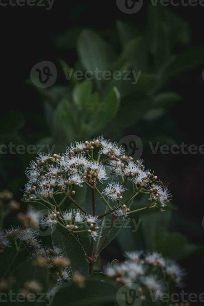 White flowers on a bush in the garden photo