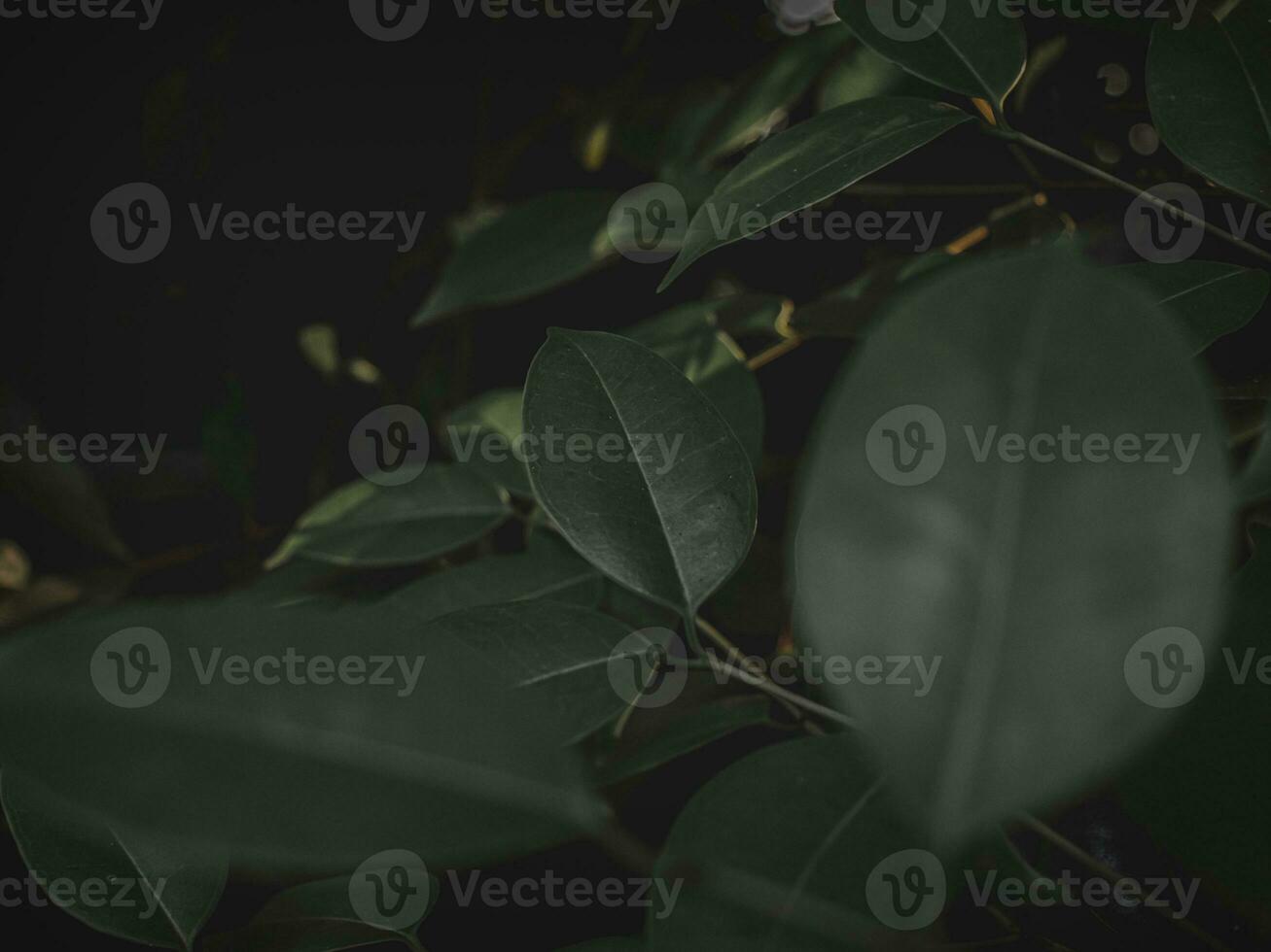 Moody green Bunch Of leaves. photo