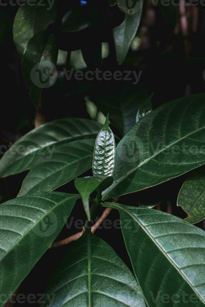 Green leaves in the rainforest photo
