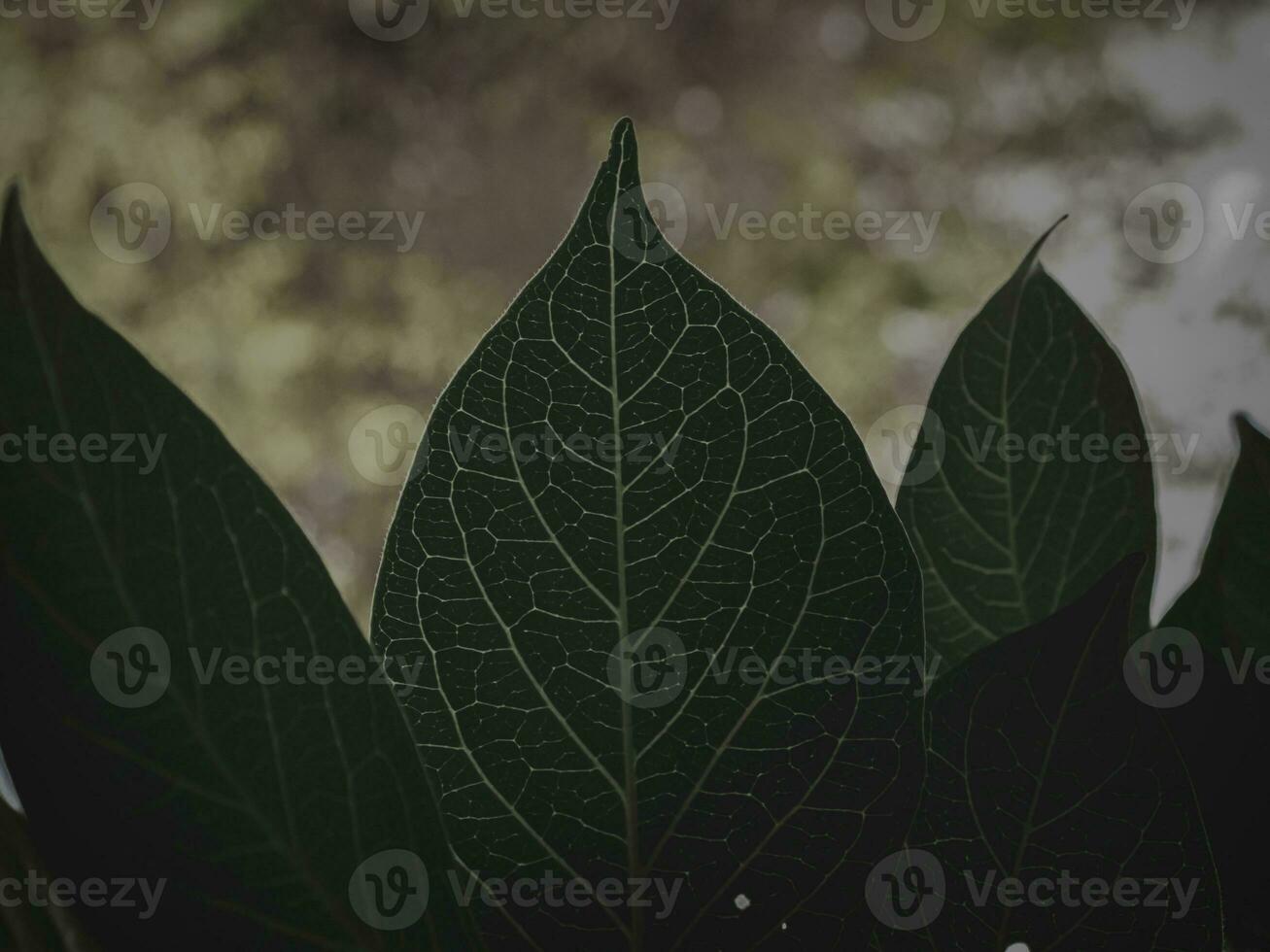 Leaf with Clear Leaf Patterns. photo