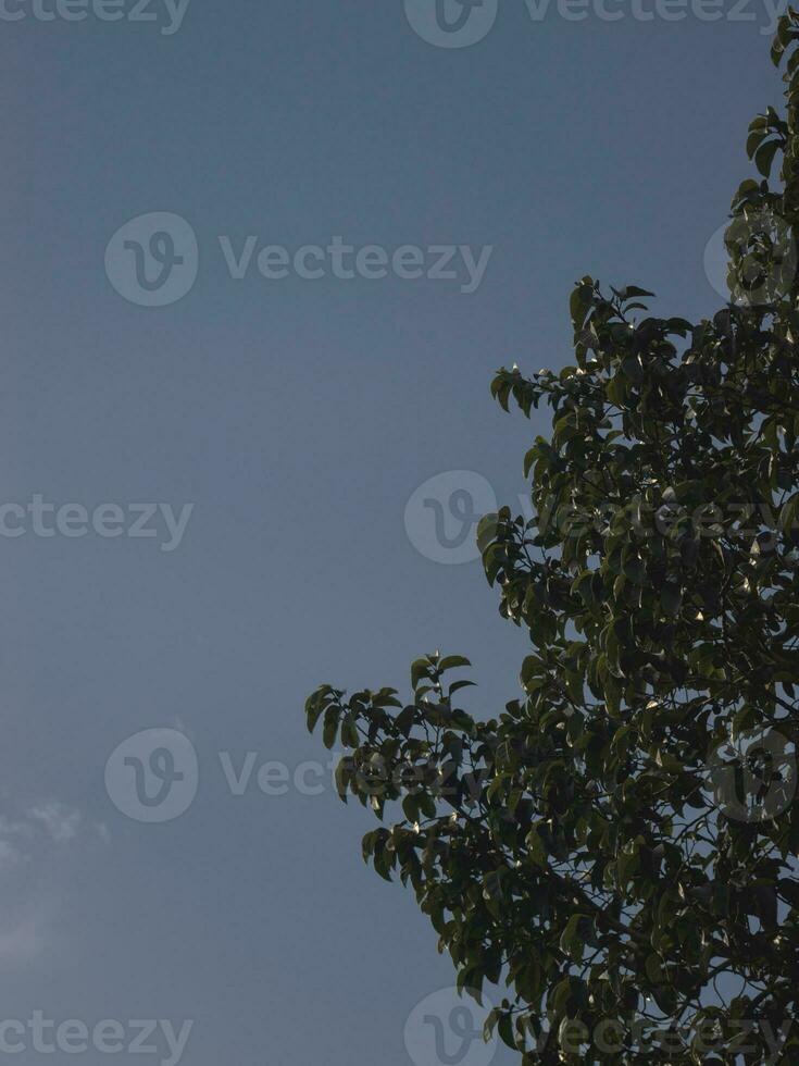 Abstract Sky shot with Leaves. photo