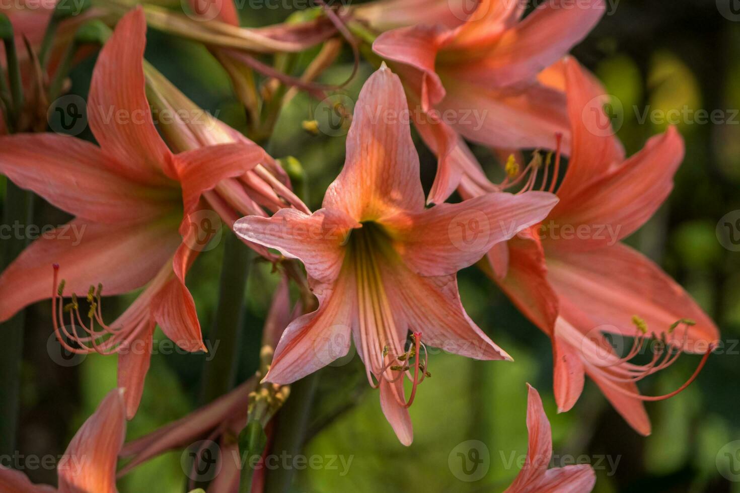 frágil inflorescencia de recién floreciente lirio foto