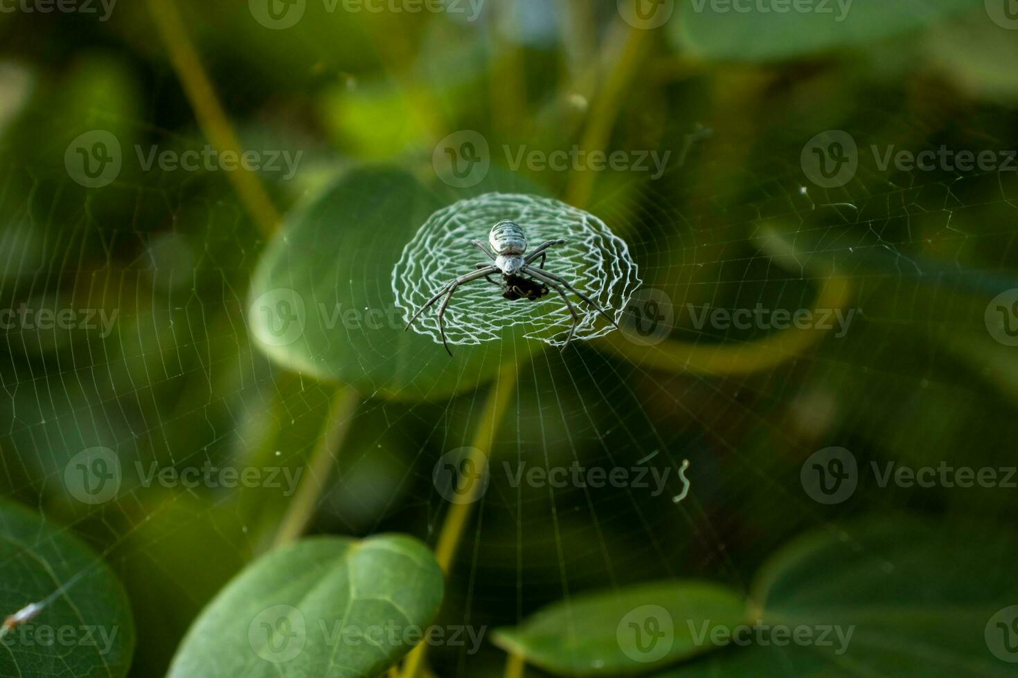 Spider Resting on Its web photo