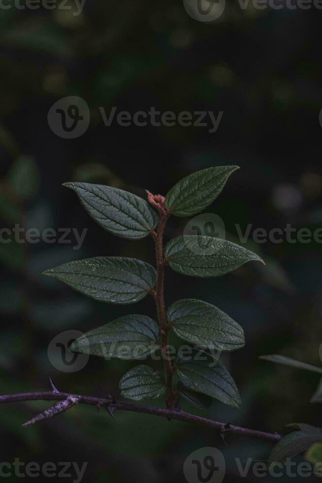 Branch of a bush with green leaves photo