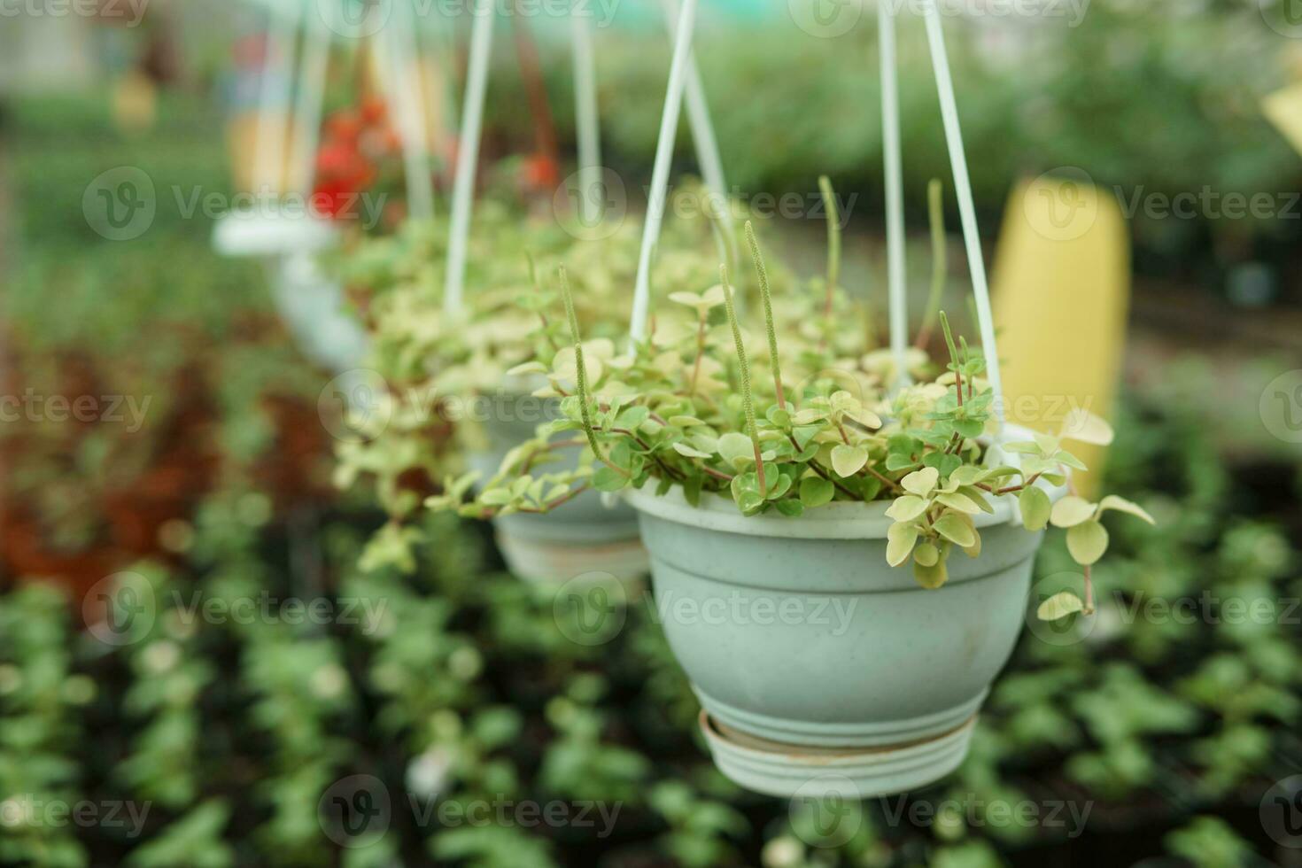 Greenhouse with a large variety of green plants. The concept of planting crops in spring. photo