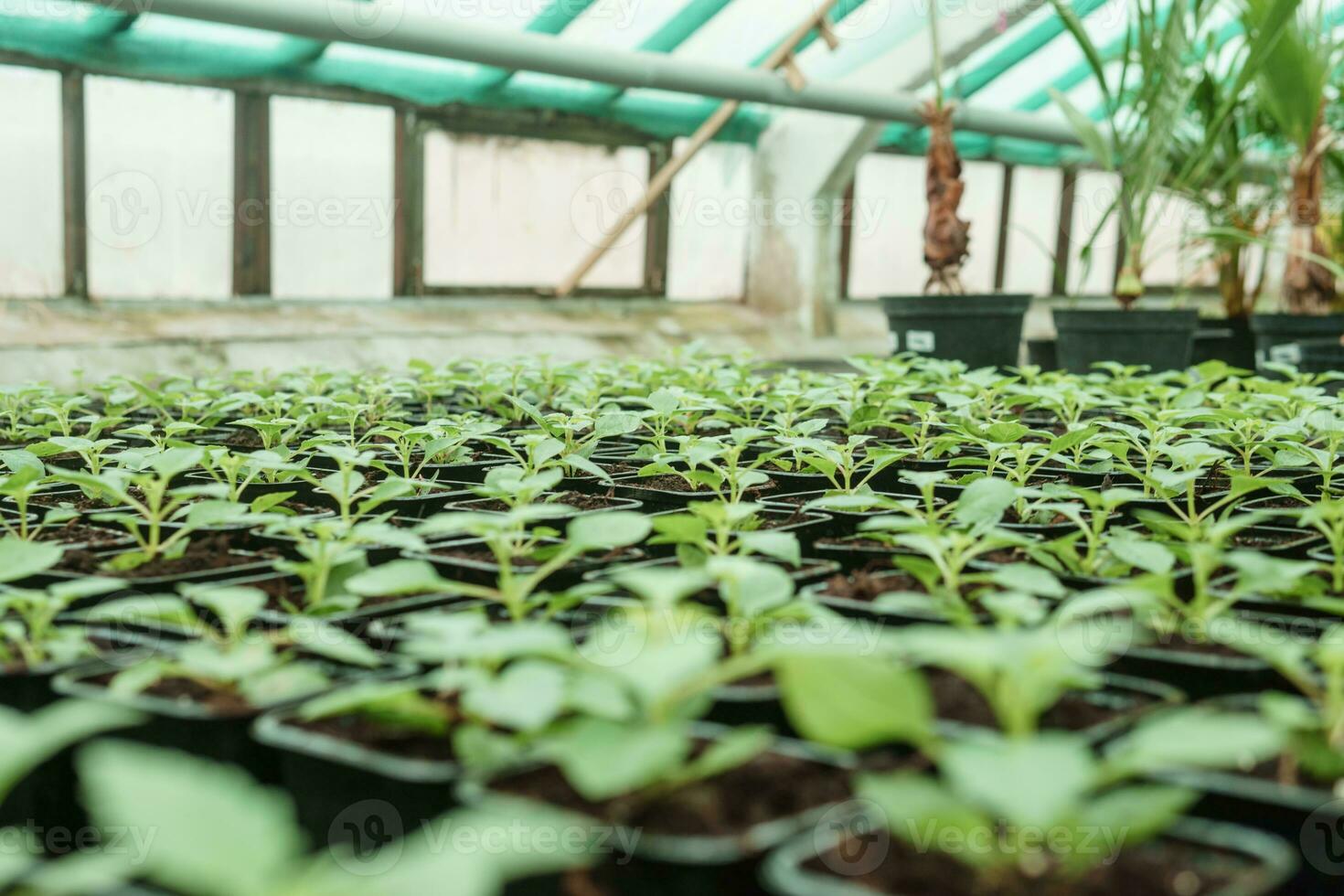 Greenhouse with a large variety of green plants. The concept of planting crops in spring. photo