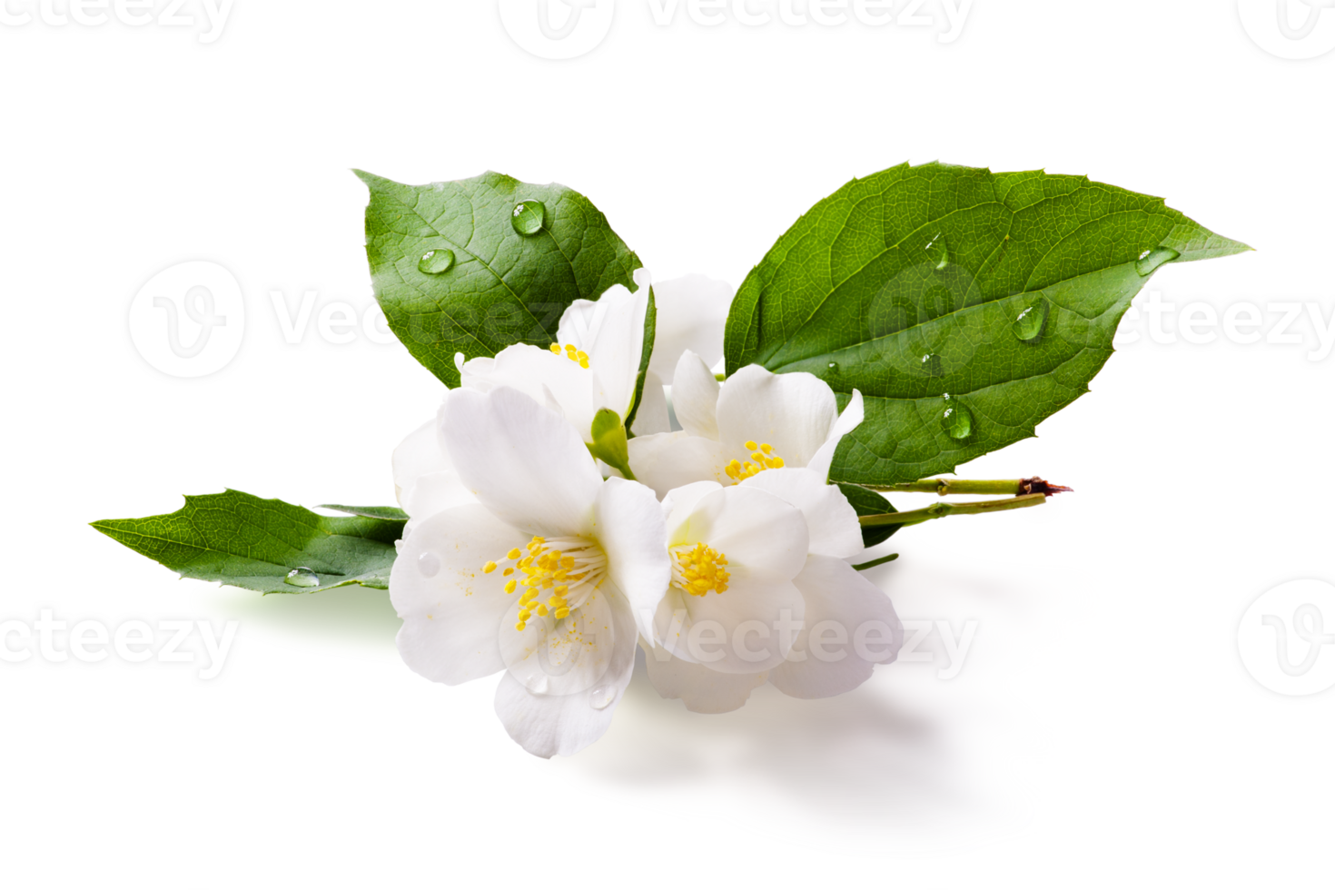 Fresh green organic  jasmine flower isolated with real transparent shadow on transparent background. Ingredient, spice for cooking. collection for design png