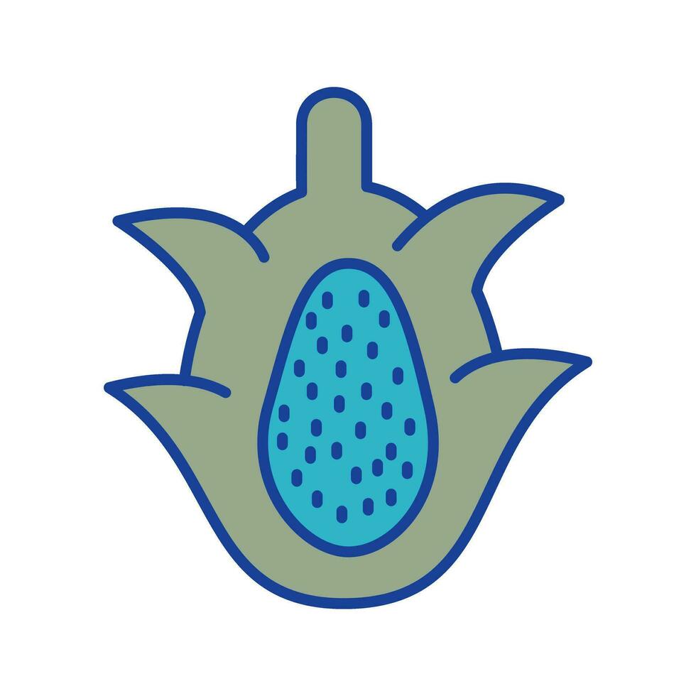 Dragon Fruit Vector Icon