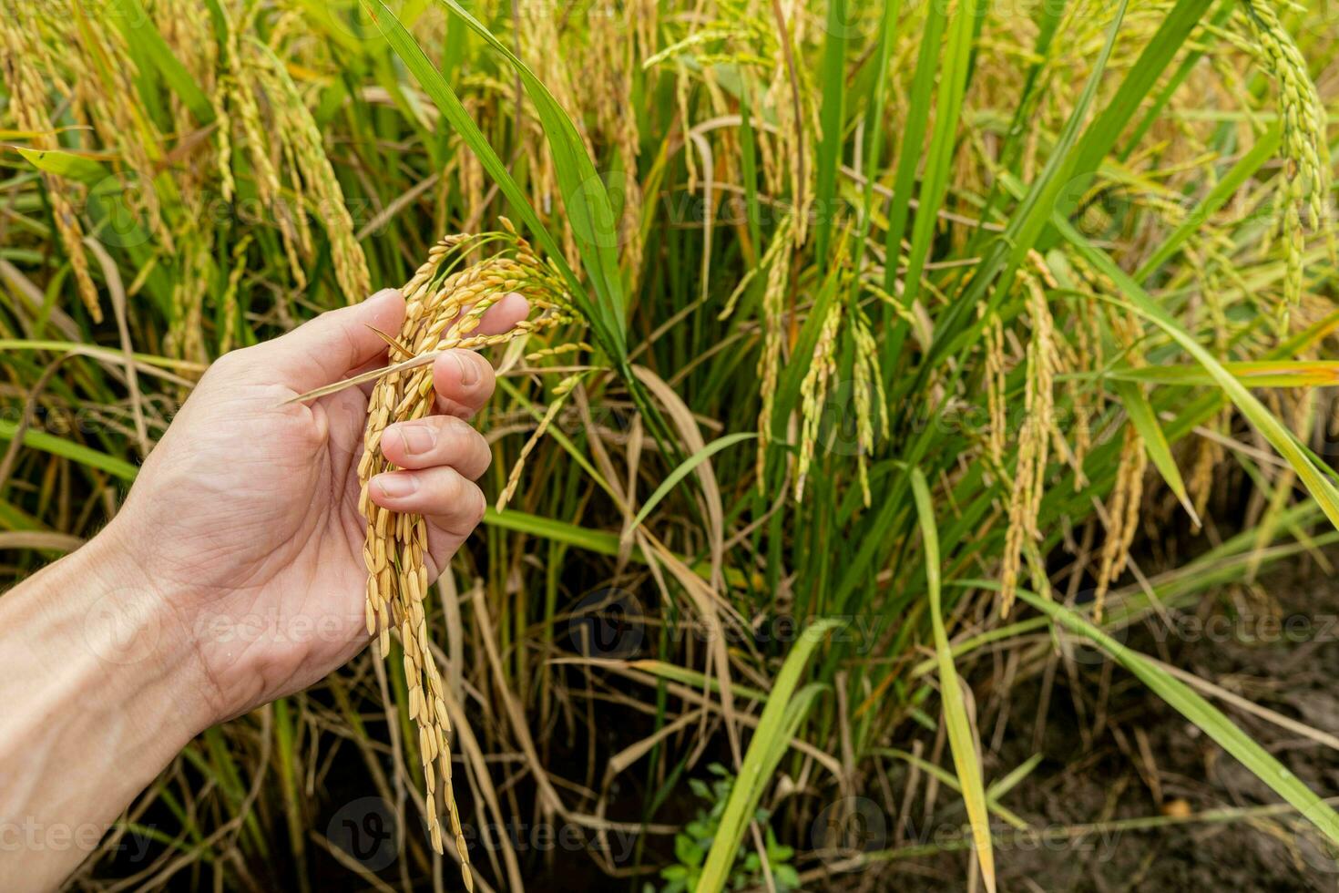 A farmer's hand holds rice grains in the field to admire the produce grown in the rice field that Thai people like to grow as the main crop of farmers. photo