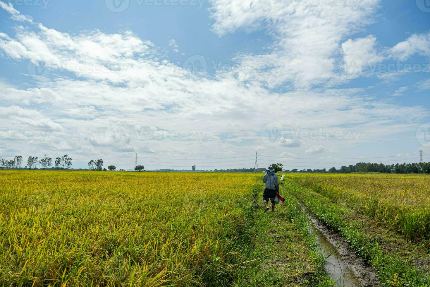 A farmer stands in the field looking at the rice plants. It is considered a very important plant for Thailand. Anvils are exported abroad and grown for use. It is the main crop of Thai farmers. photo