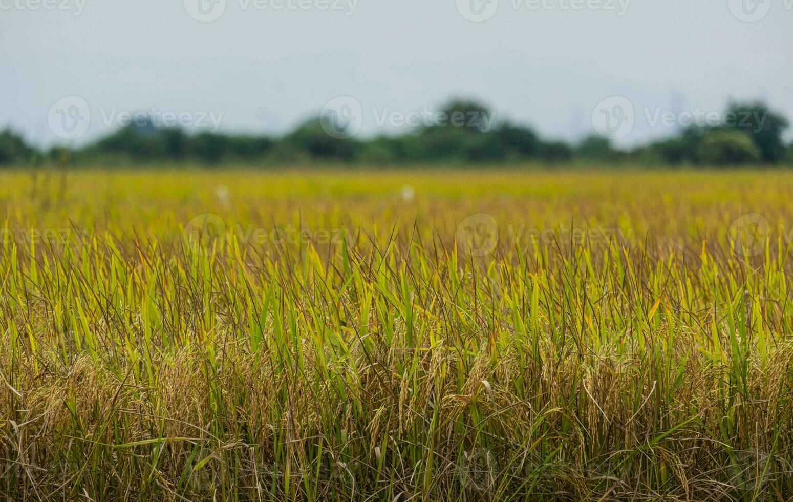 Rice fields filled with golden yellow rice grains It is harvest season for Thai farmers. During the day there will be clear skies and some clouds. It is a plant that is popular all over the world. photo