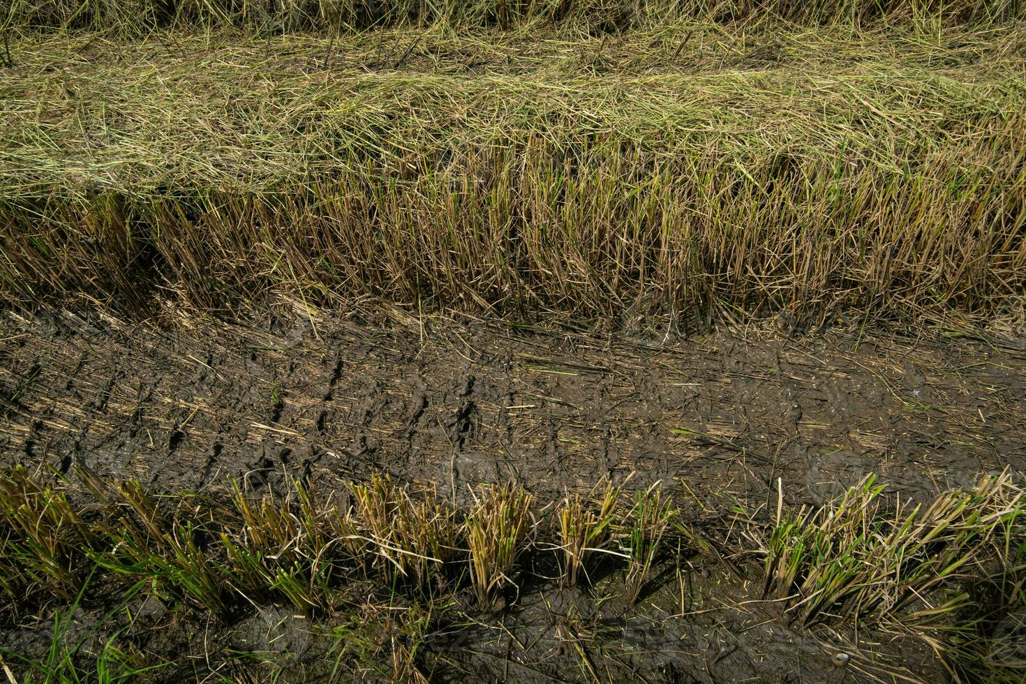 Rice stubble cut with a rice harvester Until all that is left is like every tree. And there was a small piece of rice straw stuck to it. photo