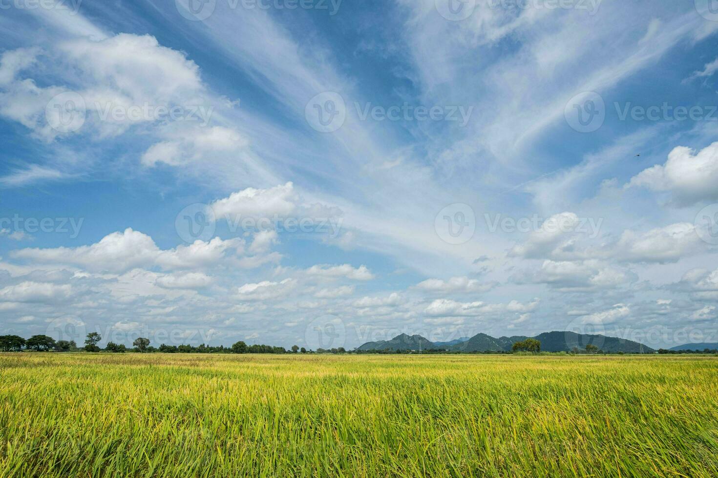 Rice fields filled with golden yellow rice grains It is harvest season for Thai farmers. During the day there will be clear skies and some clouds. It is a plant that is popular all over the world. photo