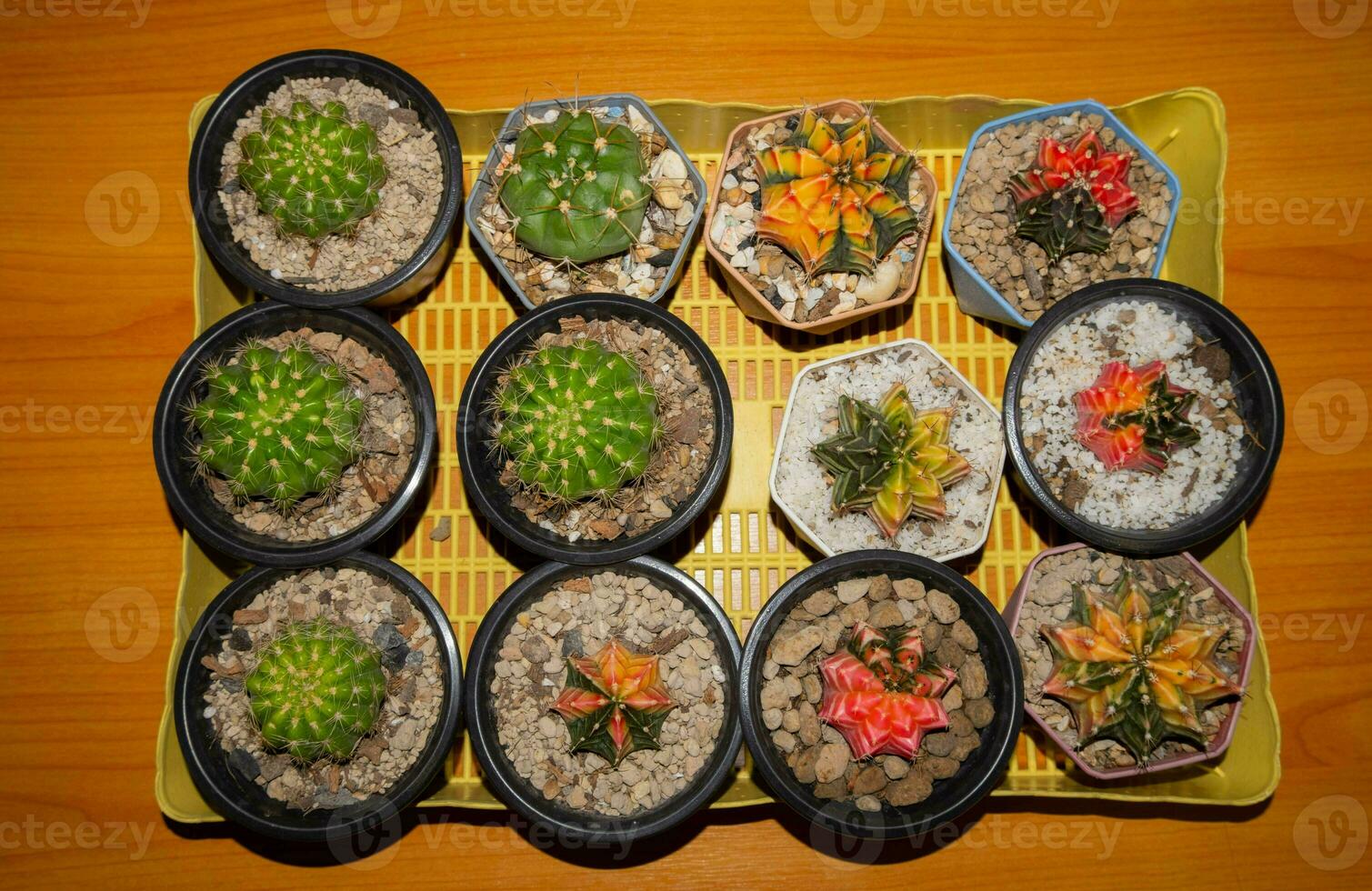 Cactus placed in several baskets Different shapes Good for studying nature. photo