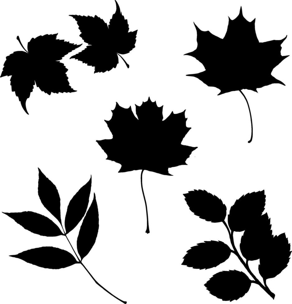 Autumn Leave Silhouette Vector on white background