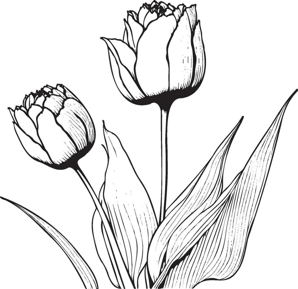 Tulip Flower Black Outline Illustration Vector