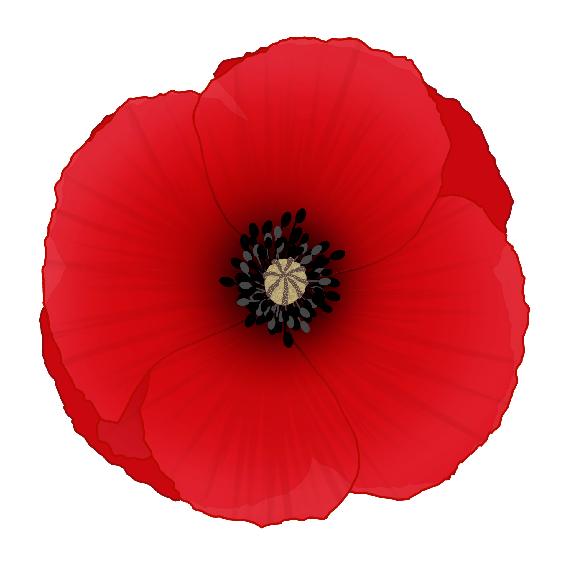 Poppy Flower Drawing 31392831 PNG