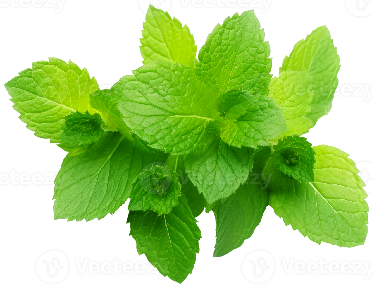 Mint leaf on transparent background. Fresh raw mint leaves isolated. AI Generated png