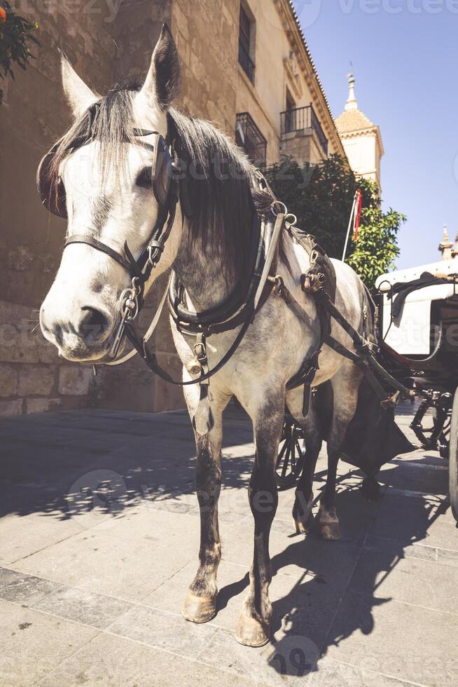 Traditional Horse and Cart at Cordoba Spain - travel background photo