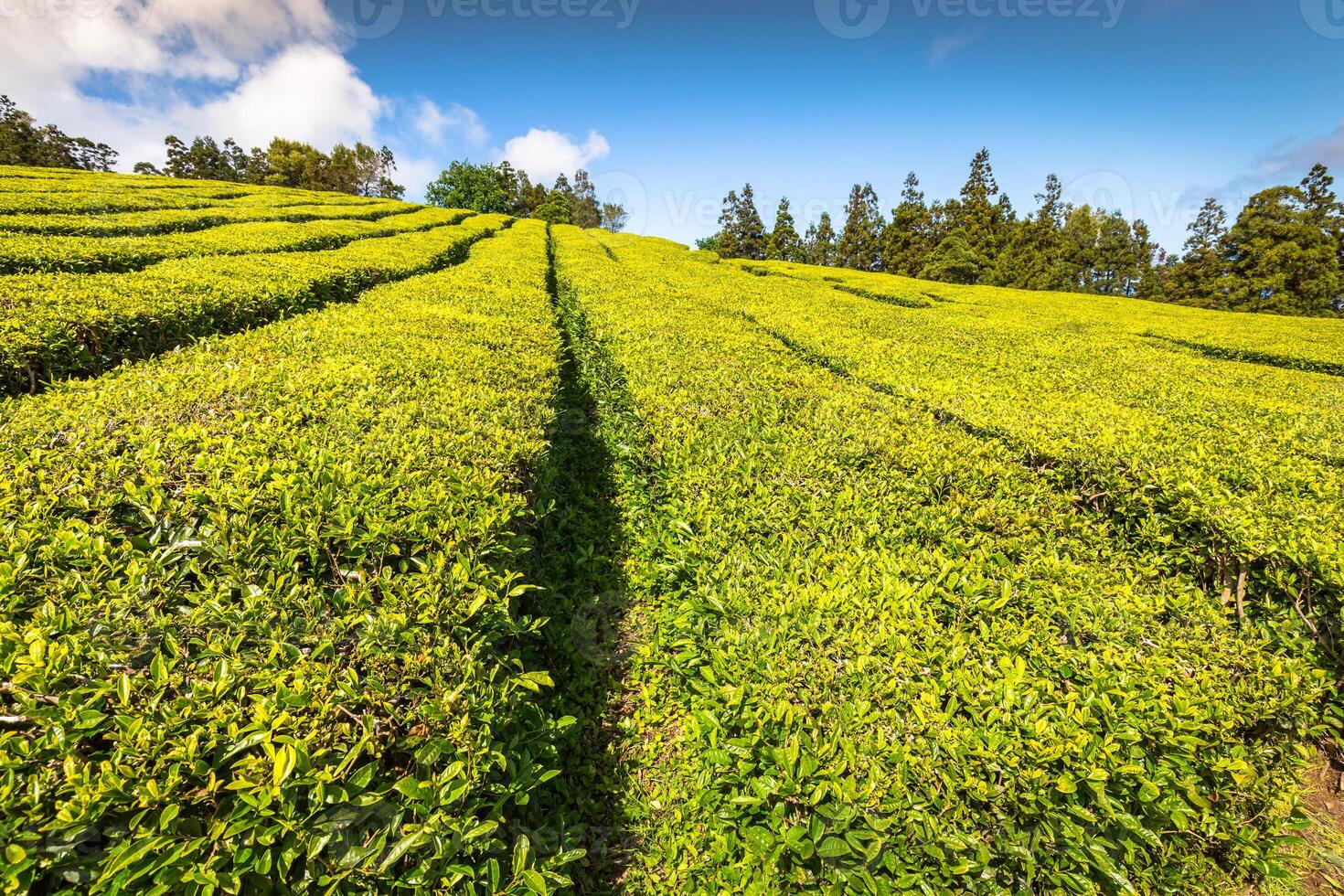 té plantación en porto formoso. increíble paisaje de excepcional natural belleza foto