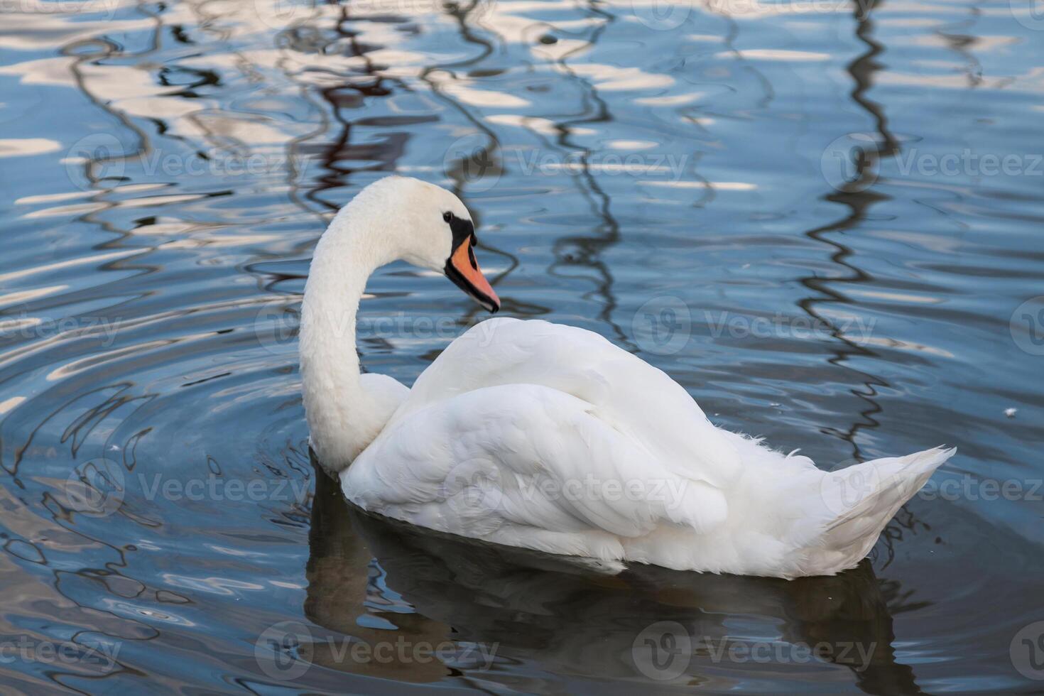 hermosos cisnes jóvenes en el lago foto