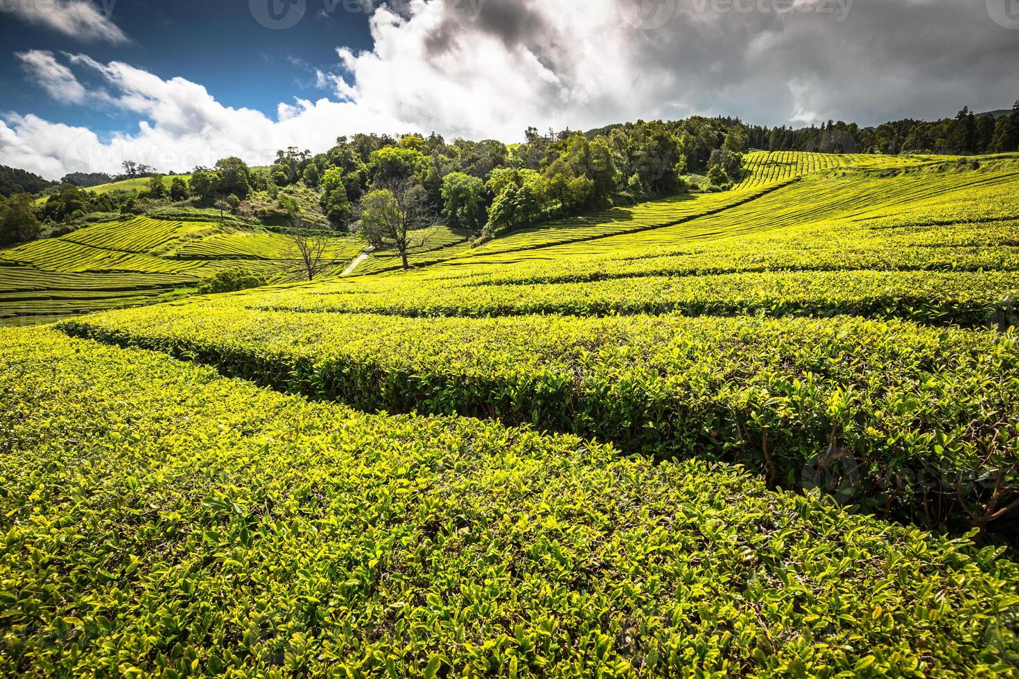 té plantación en porto formoso. increíble paisaje de excepcional natural belleza foto