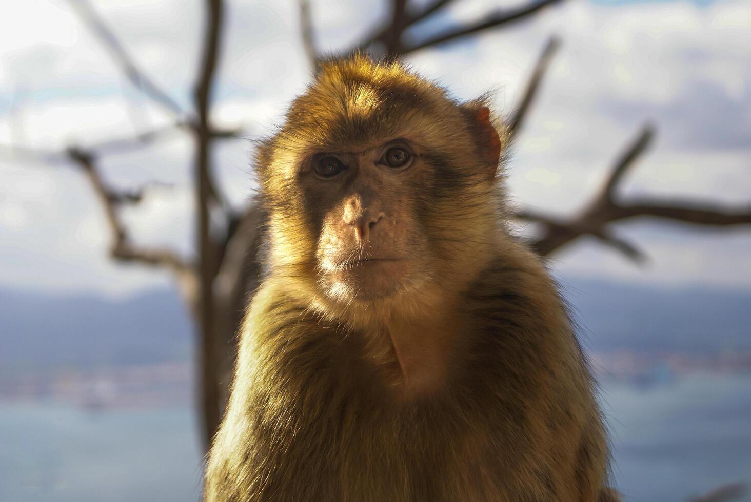 Barbaby Ape sitting on wall overlooking the port area, Gibraltar, UK, Western Europe. photo