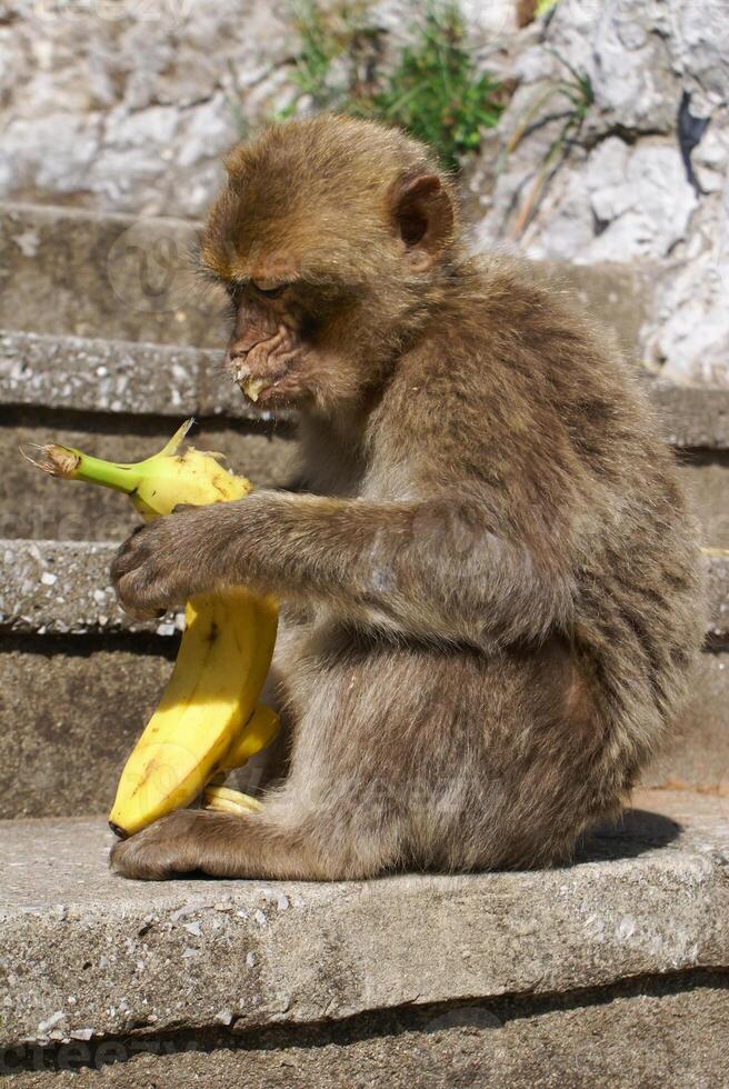 Barbaby Ape sitting on wall overlooking the port area, Gibraltar, UK, Western Europe. photo